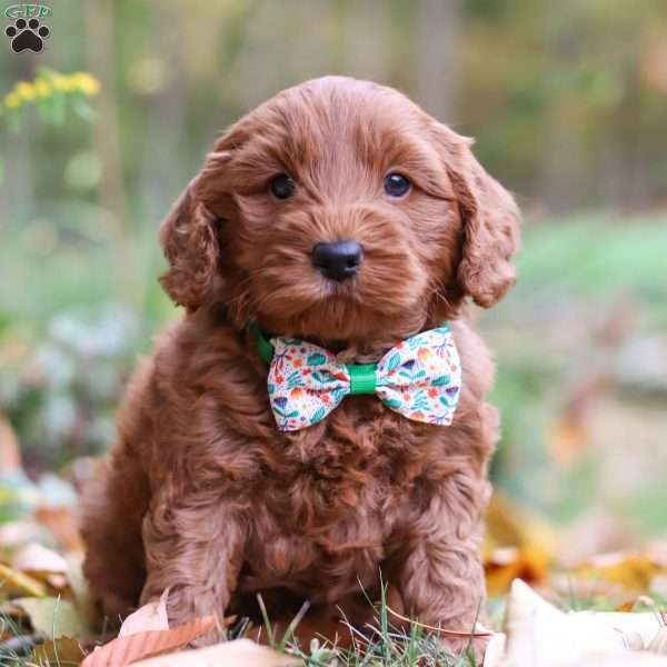 Tanner, Cockapoo Puppy